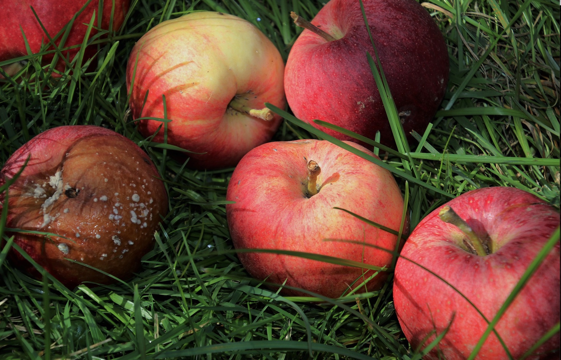 Bozulmuş veya Değiştirilmiş Gıda veya İlaçların Ticareti Suçu Hakkında