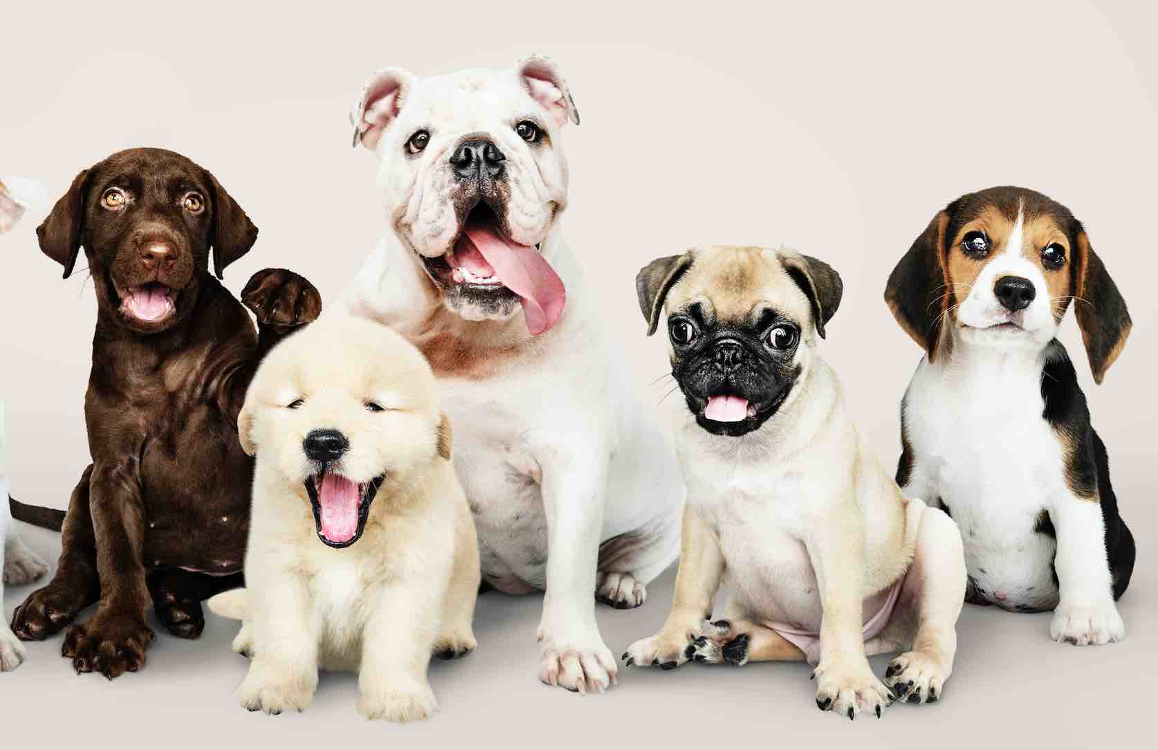 Hayvanları Koruma Tedbirleri Hakkında Genel Bilgiler